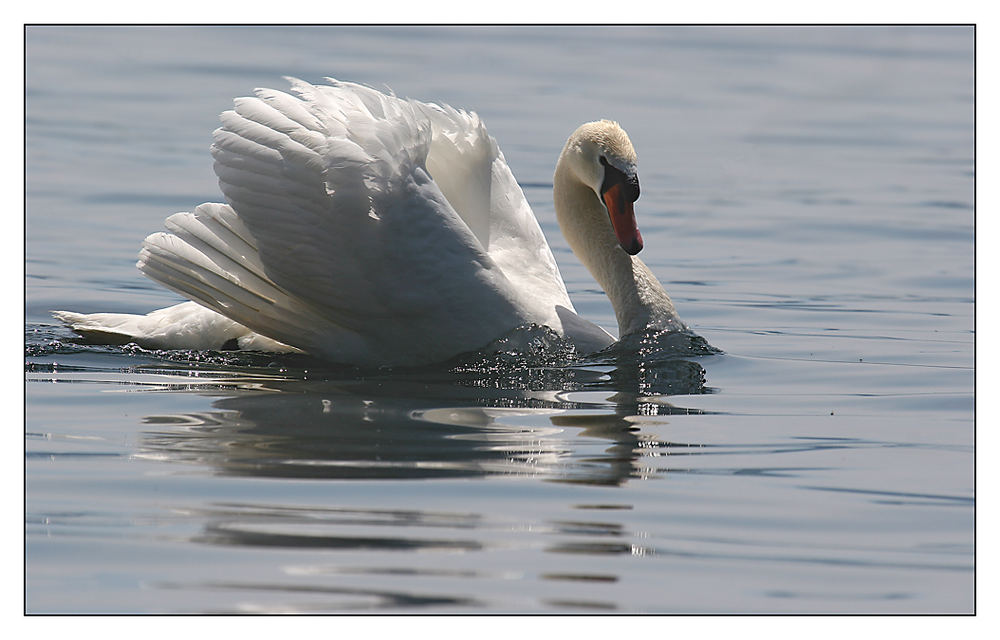 MS sterbender Schwan