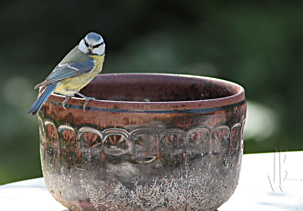 MÉSANGE EN VISITE