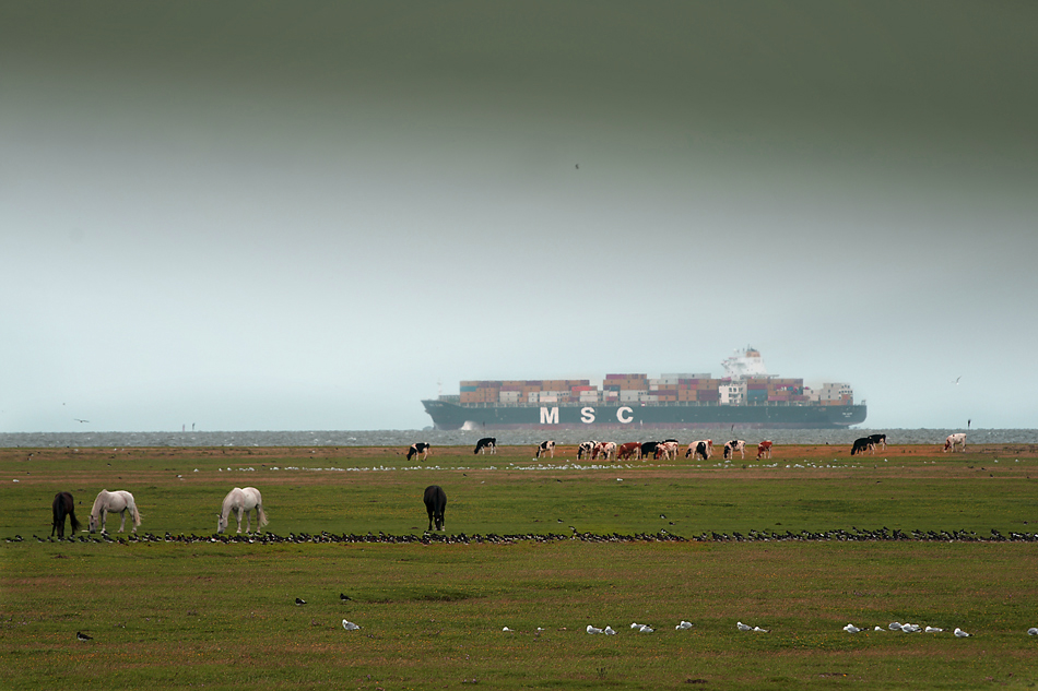 MSC - Containerschiffe