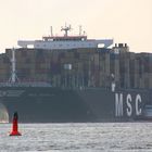 Msc Daniela