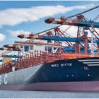 MSC DITTE