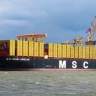 MSC Michel Cappellini