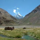 Mt. Aconcagua - Argentina