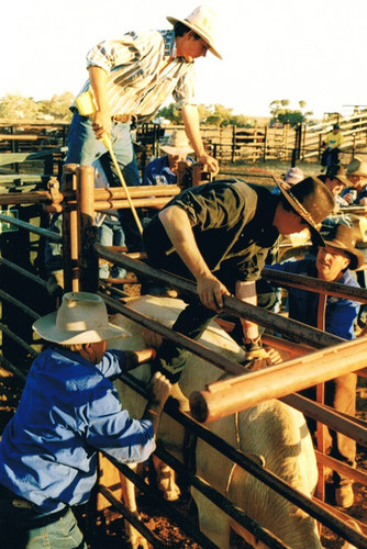 Mt. Berry Campdraft / South Australia