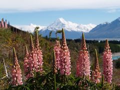 Mt. Cook