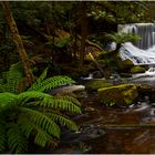 Mt Field National Park "Horseshoe Falls"