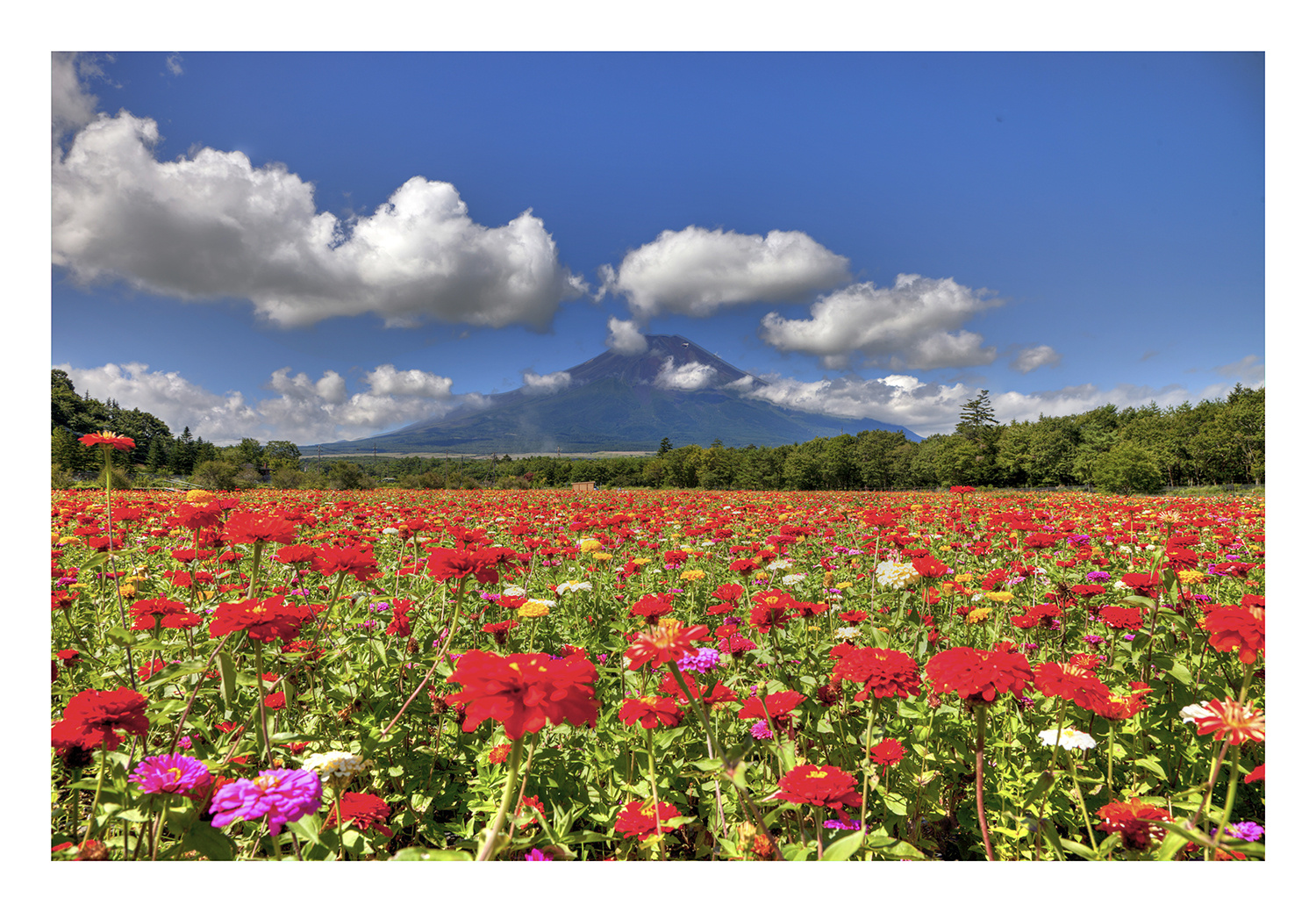 Mt Fuji & Flower garden