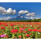 Mt Fuji & Flower garden