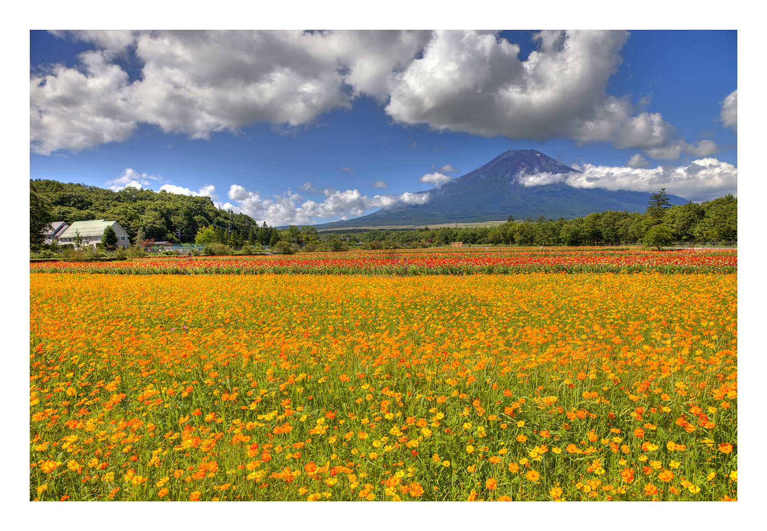 Mt Fuji & Flower garden-II