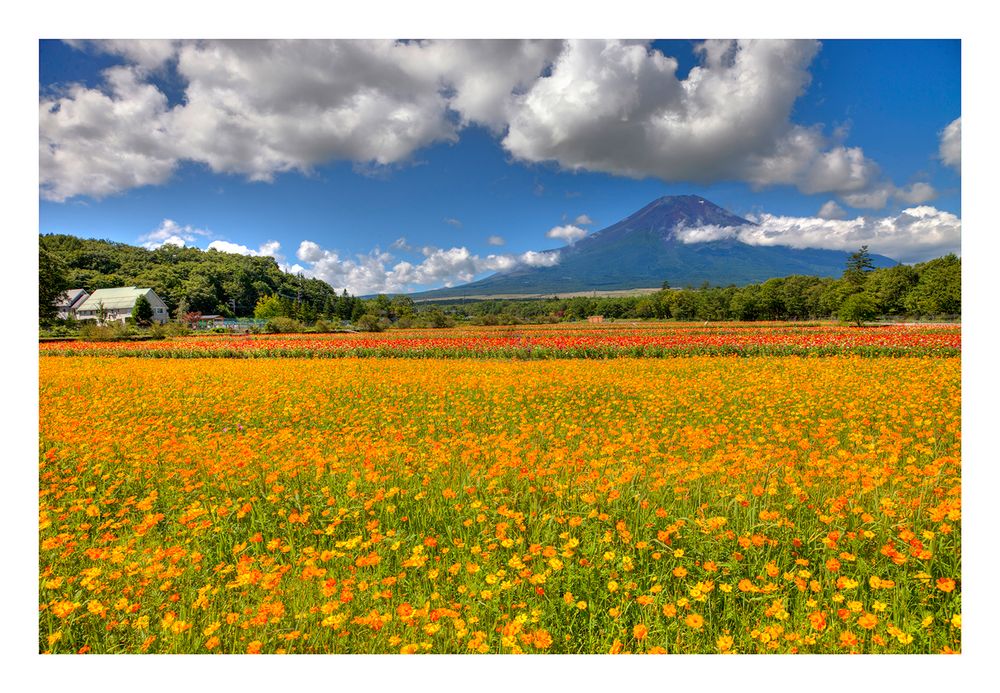 Mt Fuji & Flower garden-II