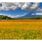 Mt Fuji & Flower garden-II