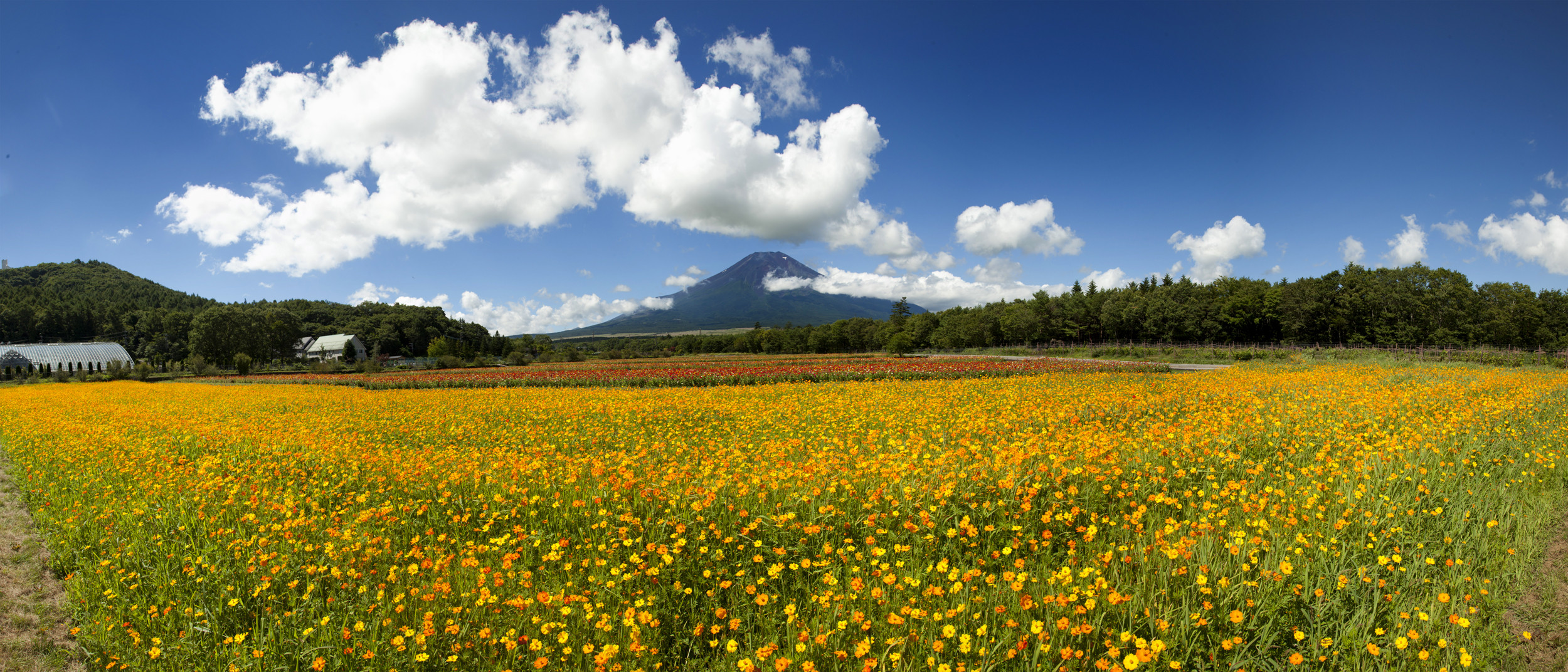 Mt Fuji & Flower garden-III