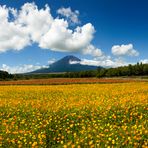 Mt Fuji & Flower garden-III