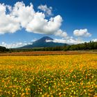 Mt Fuji & Flower garden-III