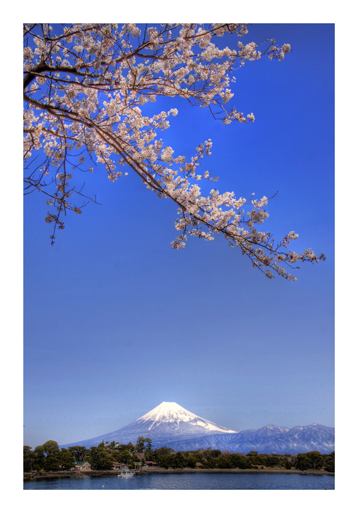 Mt Fuji & Sakura -2