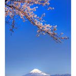 Mt Fuji & Sakura -2