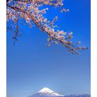 Mt Fuji & Sakura -2