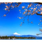 Mt Fuji & Sakura