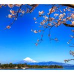 Mt Fuji & Sakura