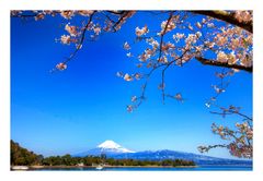 Mt Fuji & Sakura