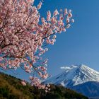 Mt. Fuji & Sakura