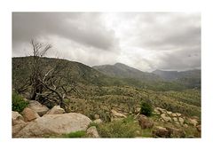 Mt. Lemmon...