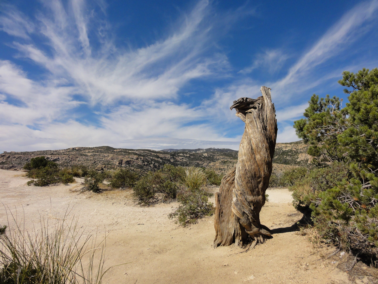 Mt. Lemmon AZ