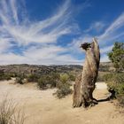 Mt. Lemmon AZ