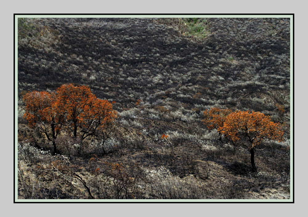 Mt. Longonot/Kenia II