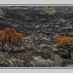 Mt. Longonot/Kenia II