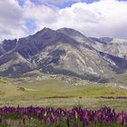 Mt. Misery - Arthur Pass NP