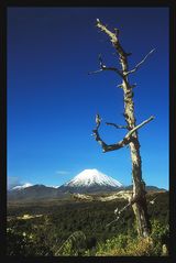 Mt. Ngauruhoe (2291m) at Tangariro Nationalpark