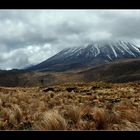 Mt. Ngauruhoe