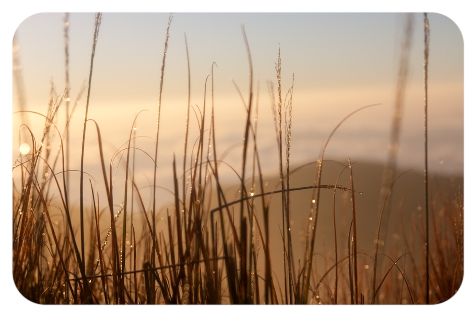 mt. pulag