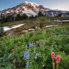 Mt. Rainier Sunrise