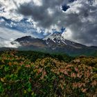 Mt. Taranaki