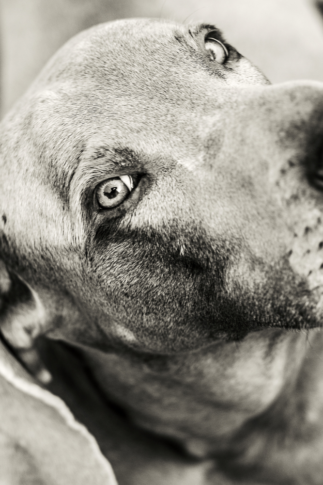 MT4U Weimaraner Portrait