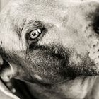 MT4U Weimaraner Portrait