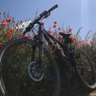 MTB Tour_Mohnblumen