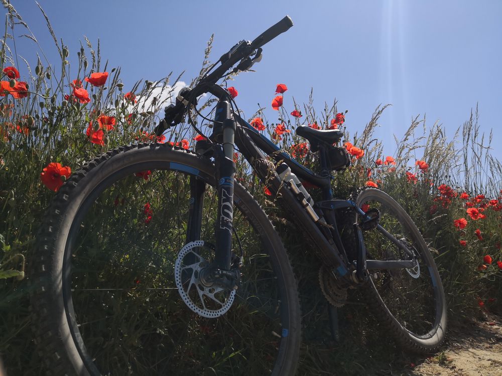 MTB Tour_Mohnblumen