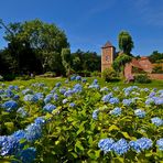 Mttwochsblümchen an der Burg Hülshoff