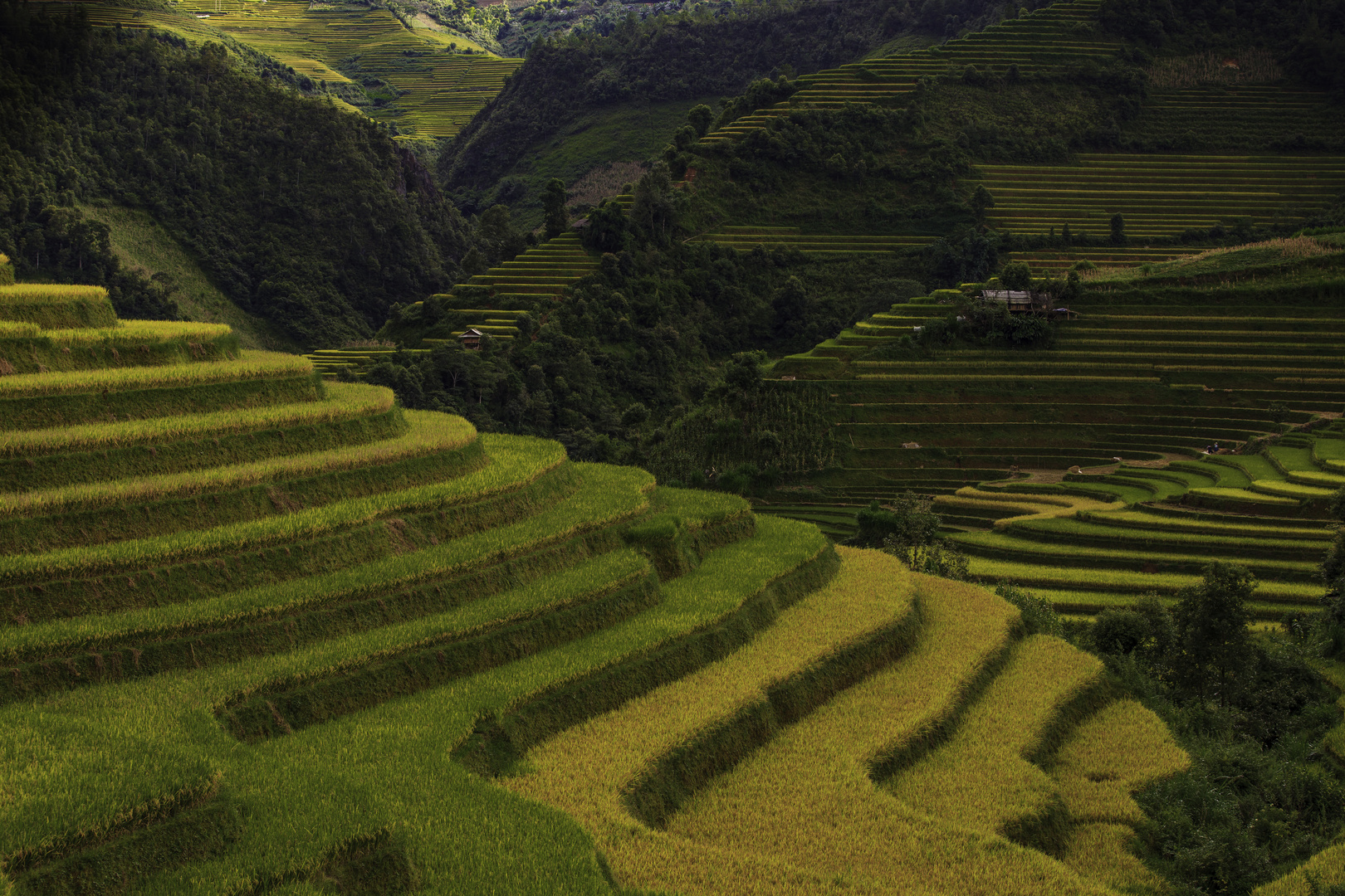 Mù Cang Chai, Yên Bái