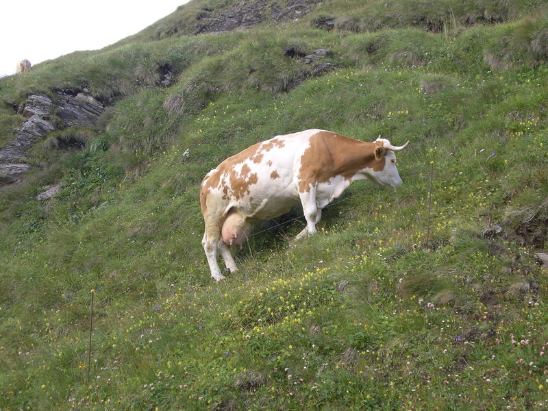 Mucca al pascolo