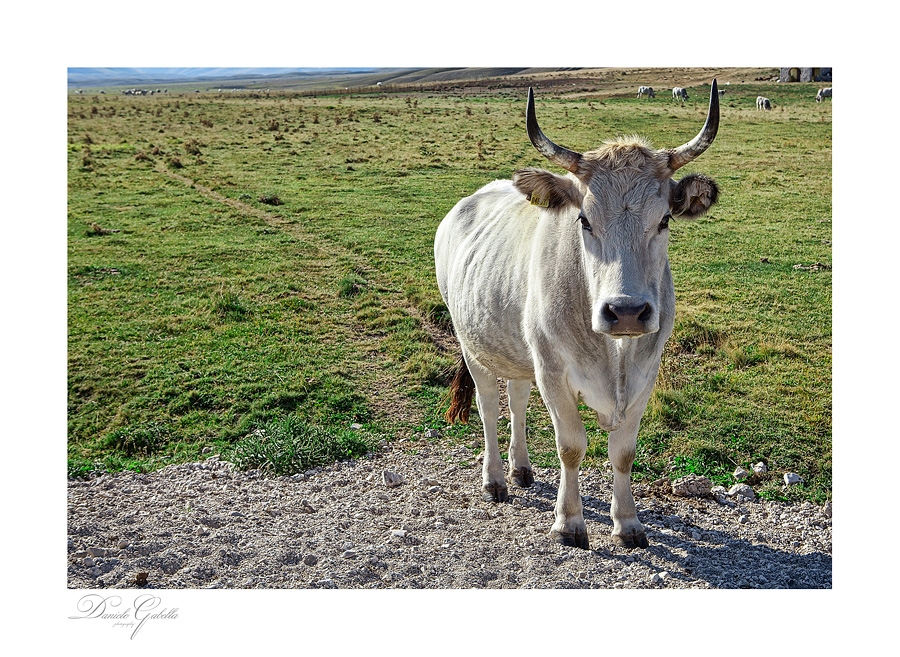 Mucca al pascolo