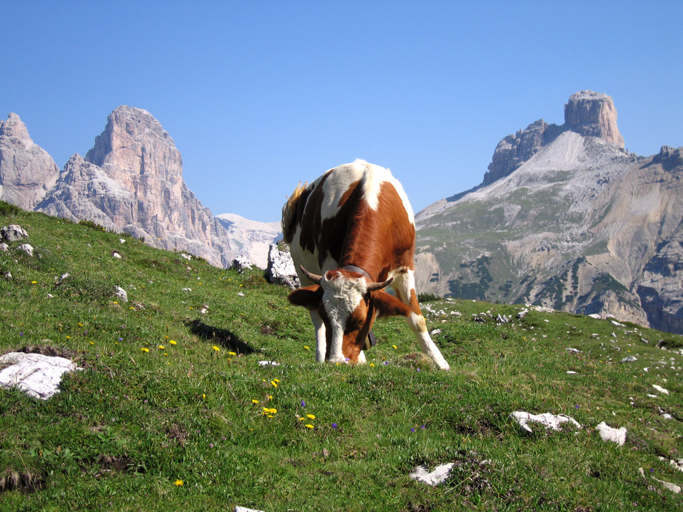 Mucca al pascolo