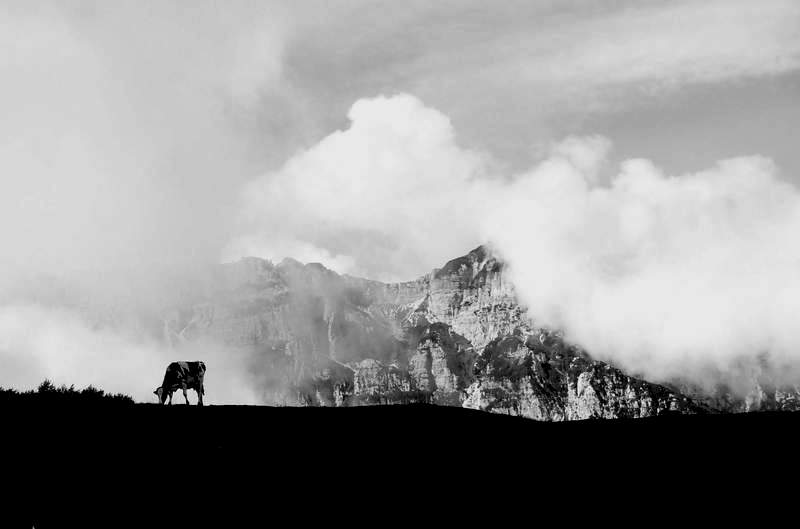 Mucca al pascolo.