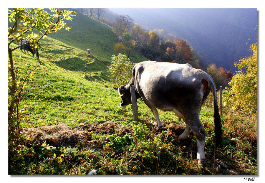 ....Mucca in fuga sul Ghisallo...