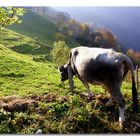 ....Mucca in fuga sul Ghisallo...