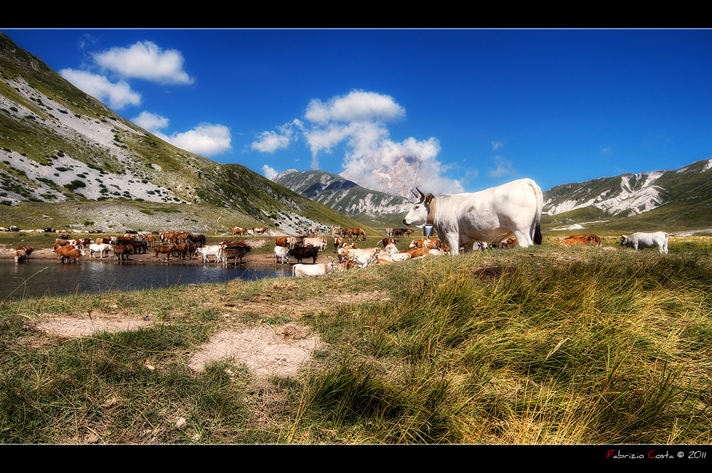 Mucche al pascolo