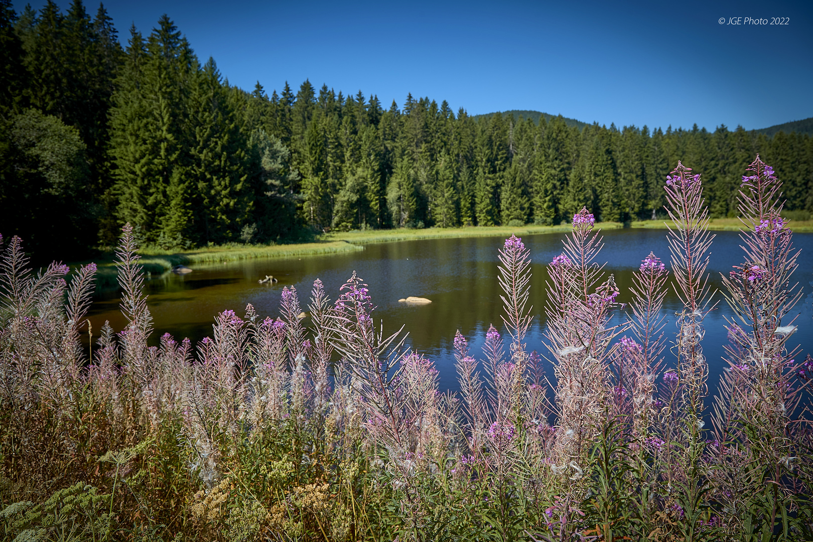 Muchenländer Weiher bei Aha am Schluchsee